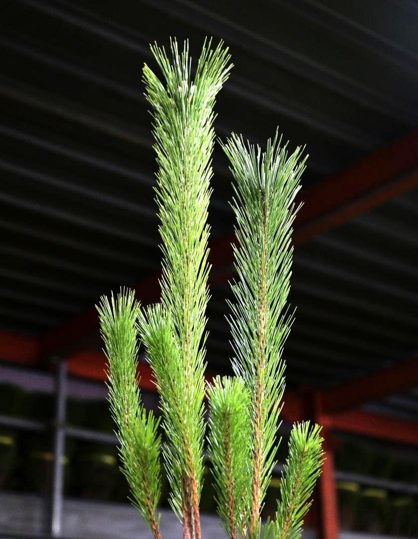 砂地で育ったワカマツは葉の密度が高く、緑の色が濃くなる