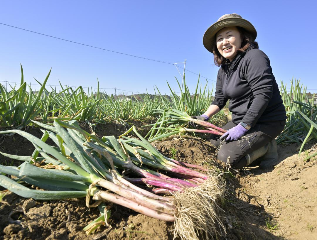 赤ネギを栽培する安齋明美さん。手前はピンク色の「原種」=城里町上圷
