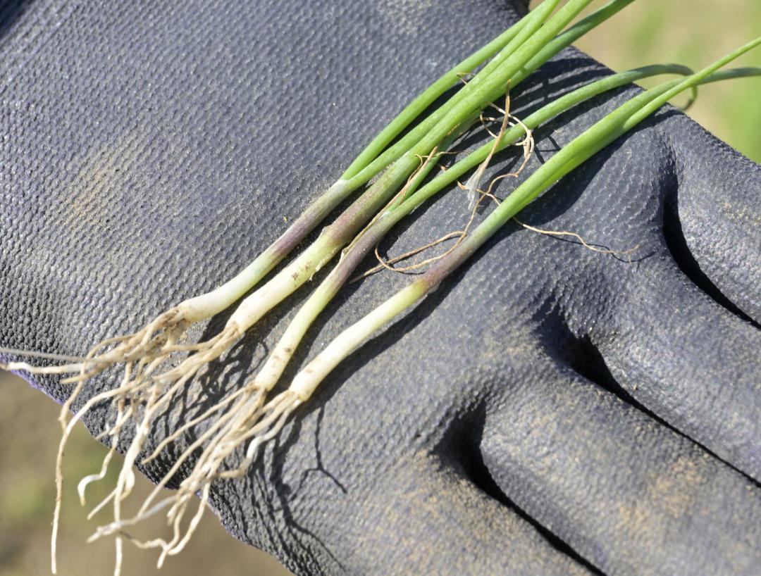 苗もほんのりと赤く色づいている