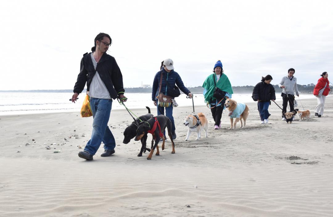 大洗サンビーチの砂浜で、愛犬との散歩を楽しむモニターツアー参加者=11月6日、大洗町港中央