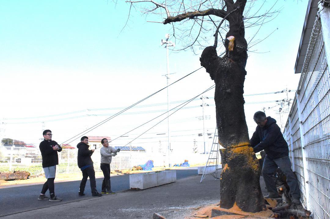 桜並木の最後の一本を切る菊池隆史校長(右)=古河市鴻巣