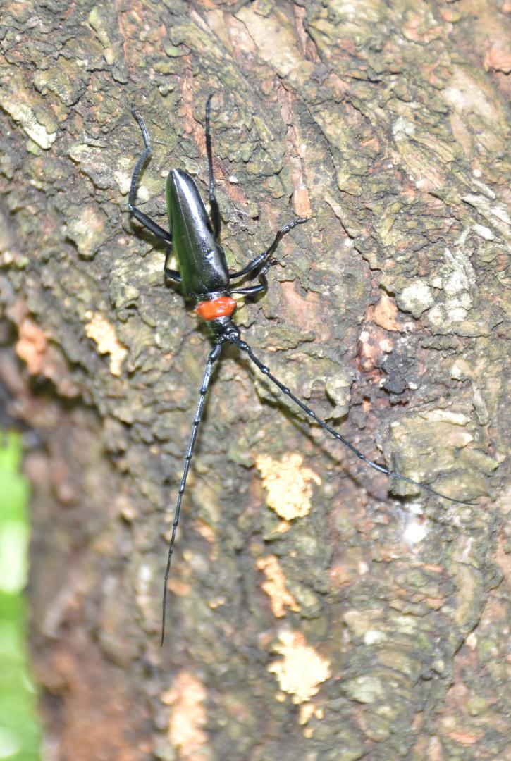 クビアカツヤカミキリ