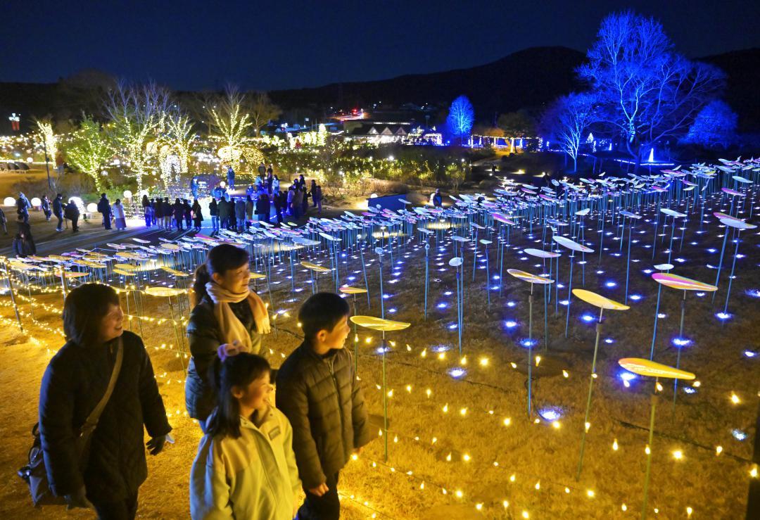 冬仕様の光に包まれるいばらきフラワーパーク=3日夜、石岡市下青柳
