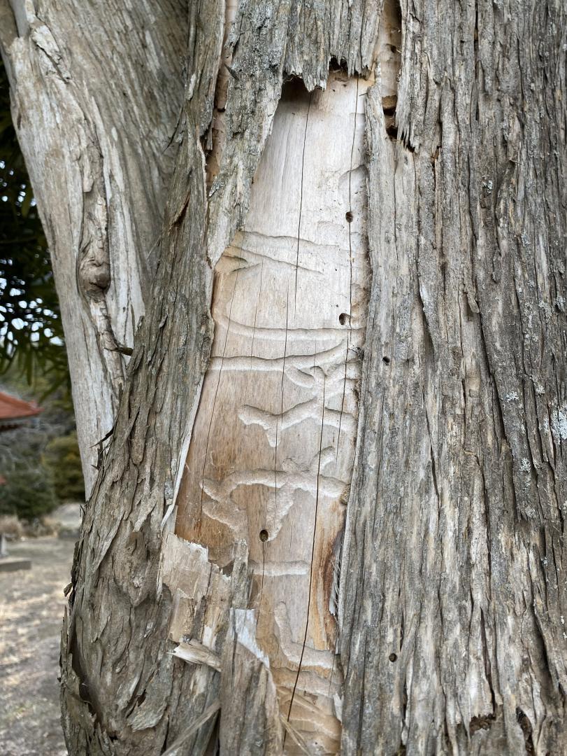 ケブカトラカミキリの幼虫によって食害された木(筑波大提供)