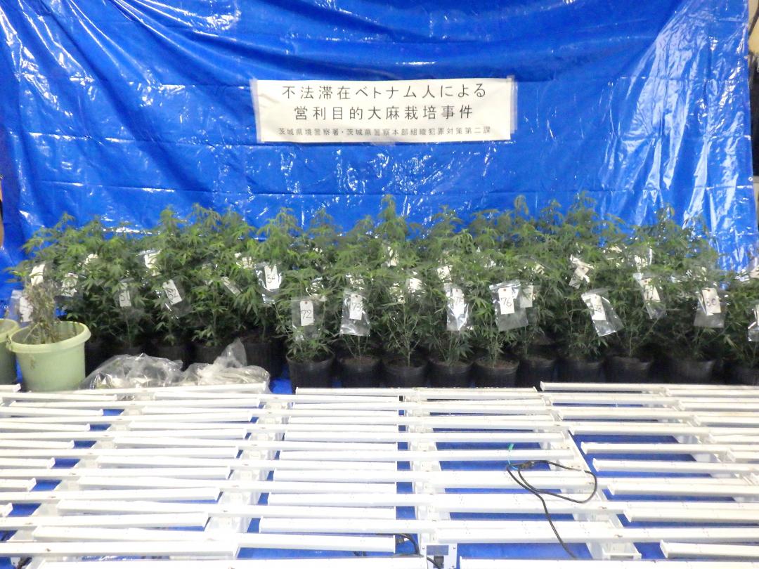 坂東市内の住宅で栽培されていた大麻草(県警提供)