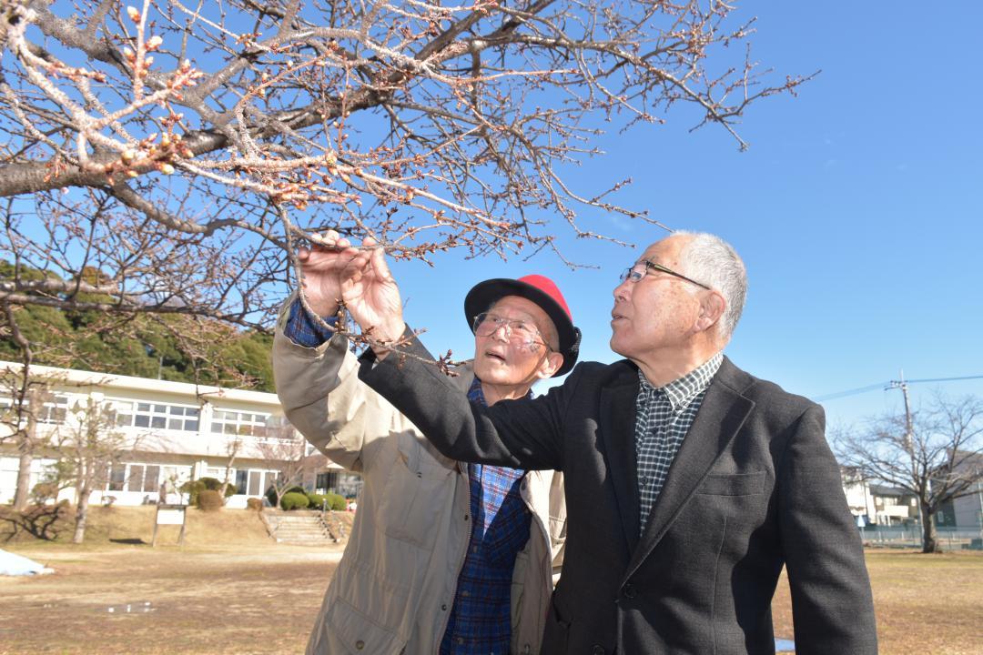 日高交流センターの庭で日立紅寒桜の芽のほころびを確認する長島正吉さん(左)と志賀勝弘さん=日立市日高町