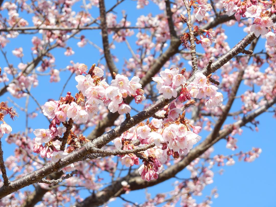 日立市かみね公園に咲く日立紅寒桜(昨年)。2月に見頃を迎える
