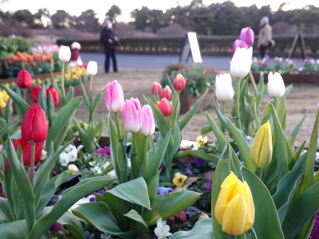 園内の「記念の森レストハウス」の近くで咲いているアイスチューリップ=ひたちなか市馬渡