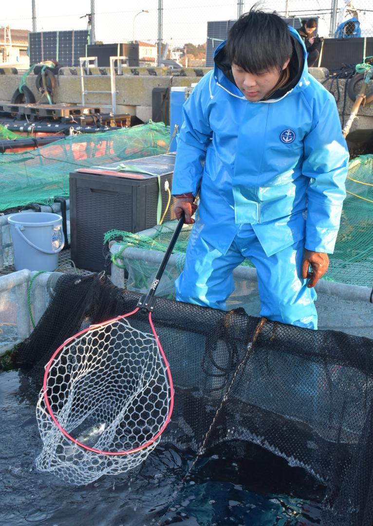 いけすから「常陸乃国まさば」をすくい上げる海洋高の生徒=16日朝、ひたちなか市和田町の那珂湊漁港