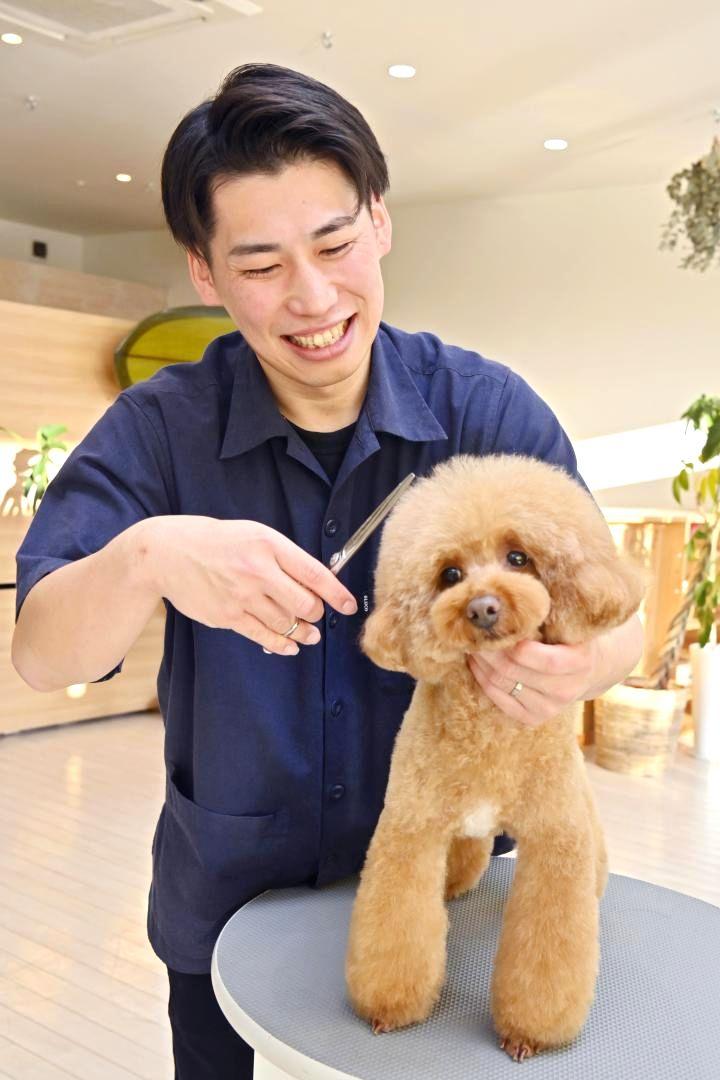 2025年のトリミング世界大会で個人3位になった篠崎涼太さん。笑顔で常連客の愛犬をトリミングする=つくば市学園の森