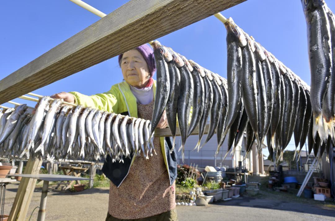 冬の日差しの下で天日干しされるイワシ=神栖市波崎