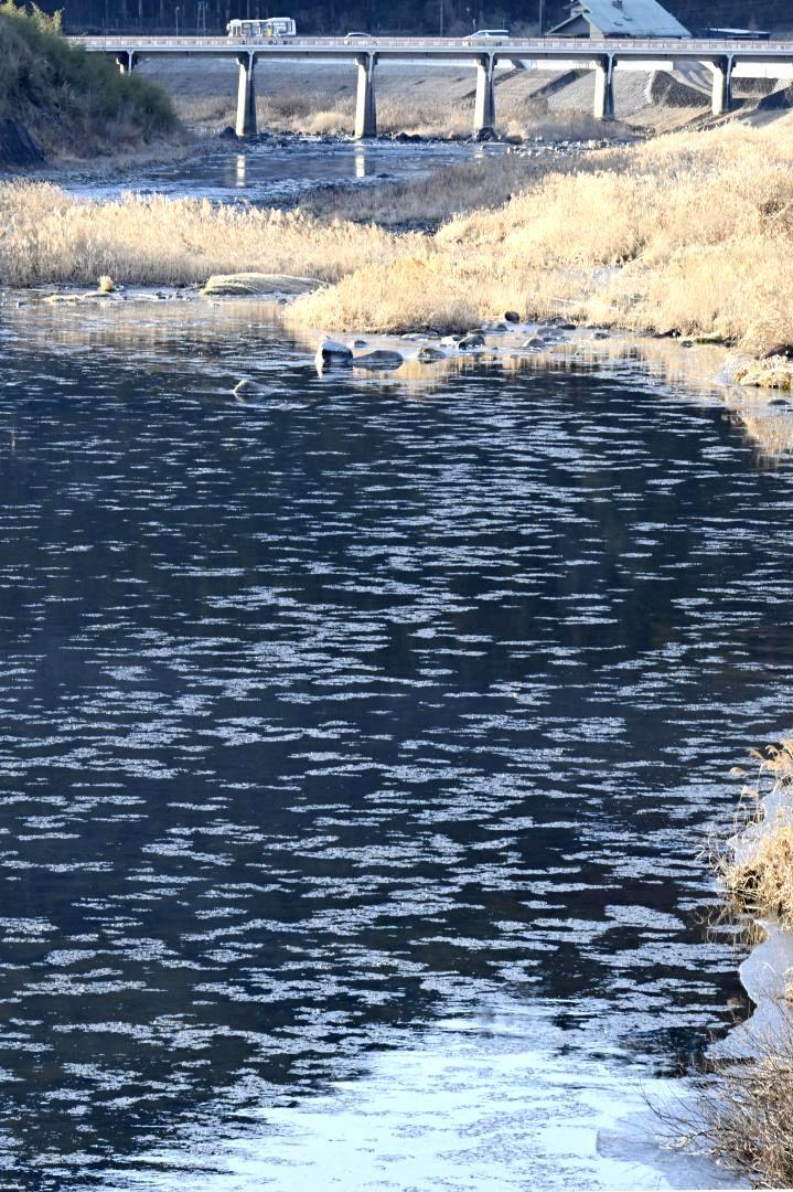 久慈川を流れるシガ=午前7時57分、大子町大子の湯の里大橋