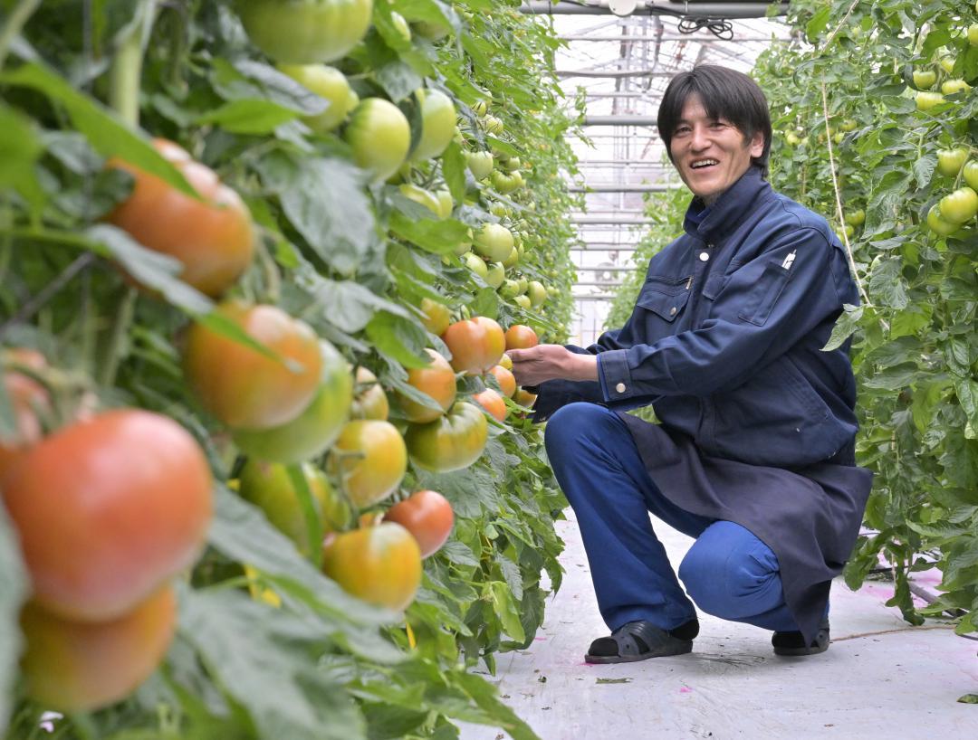 濃厚な甘みと酸味の「スーパーフルーツトマト」を栽培する新桜川グリーンファーム所長の川崎健二郎さん=桜川市下泉
