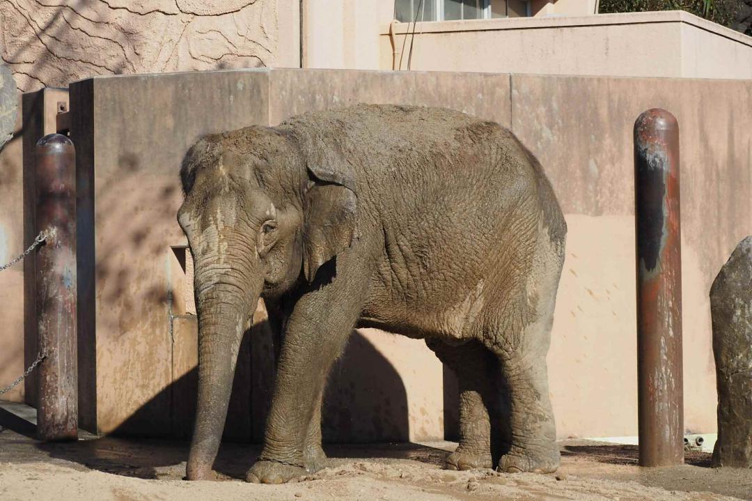 日立市かみね動物園で飼育され、44歳で死んだアジアゾウの「ミネコ」=同市宮田町(同園提供)