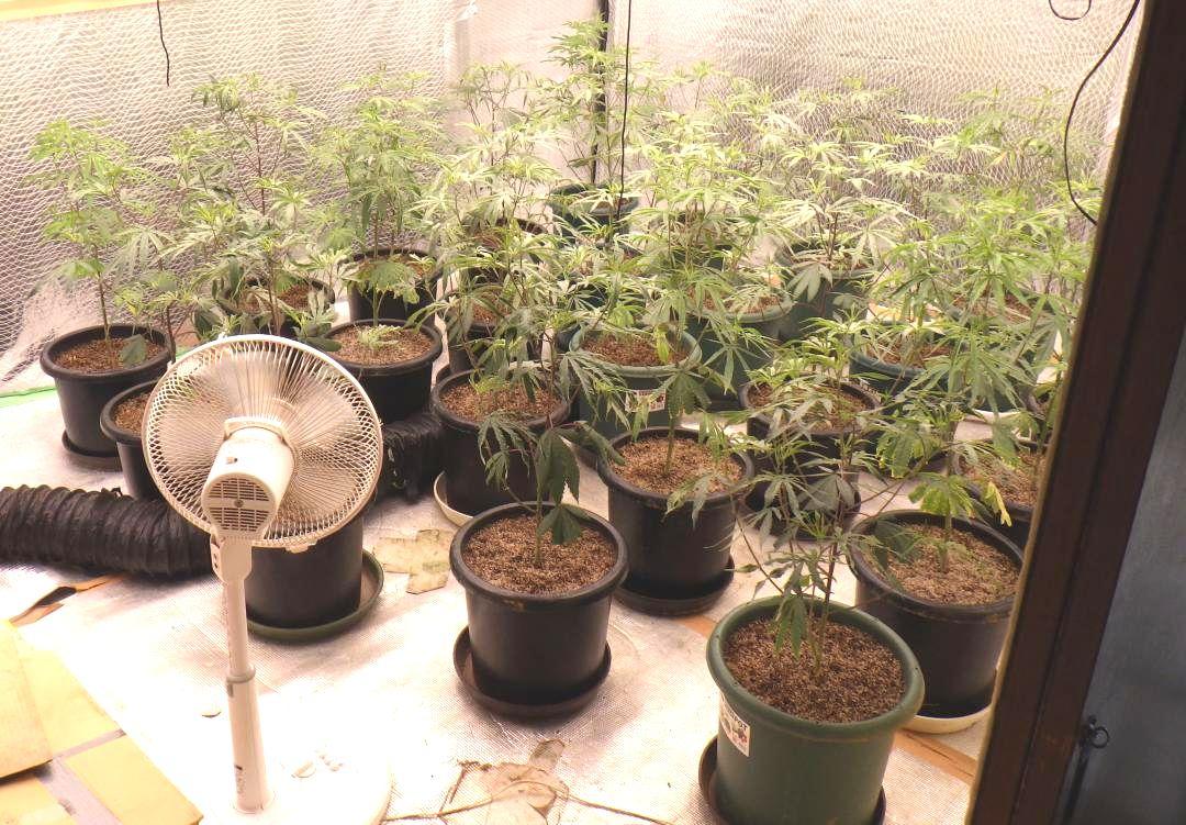 つくばみらい市の住宅で栽培されていた大麻草(県警提供)