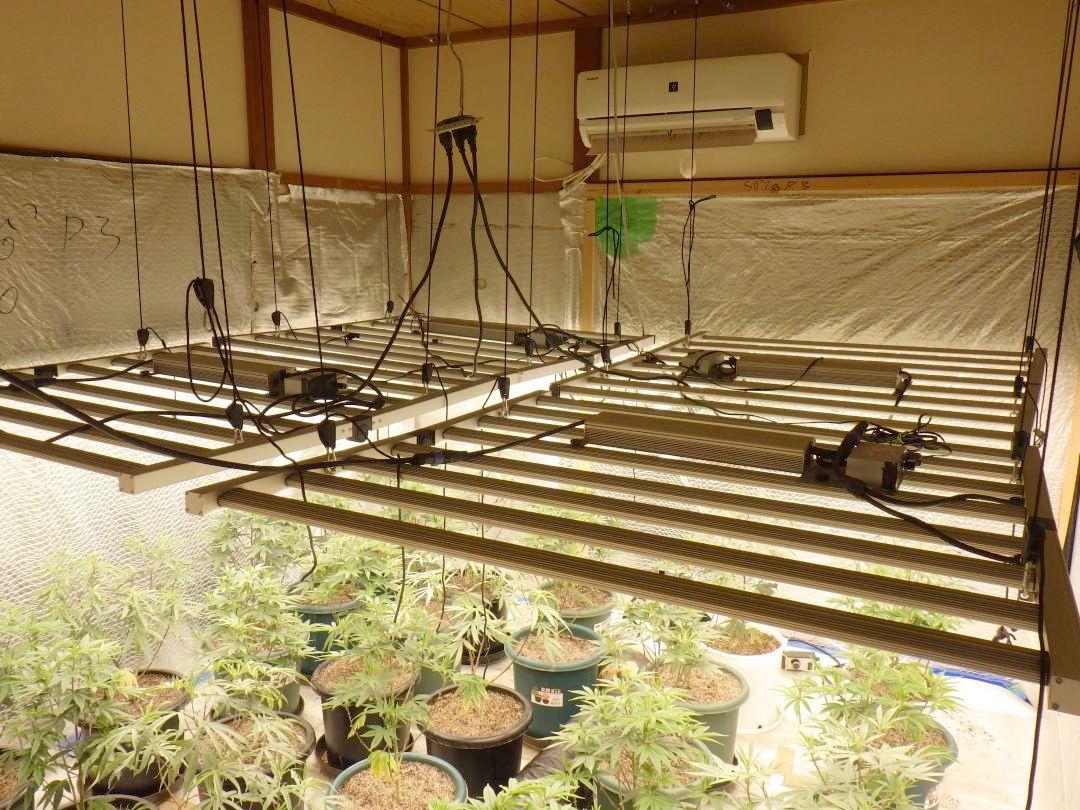 つくばみらい市の住宅で栽培されていた大麻草(県警提供)