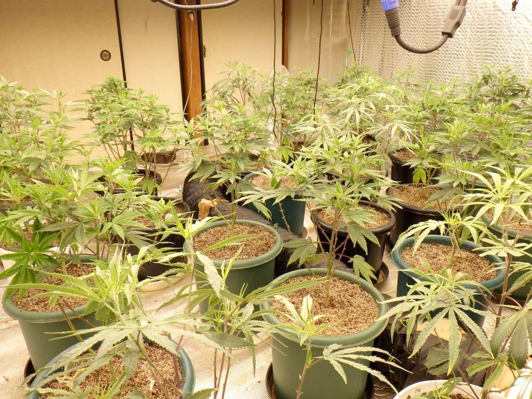 つくばみらい市の住宅で栽培されていた大麻草(県警提供)