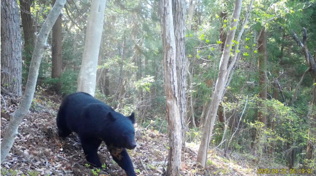 昨年4月22日に撮影されたツキノワグマ(成獣:性別不明)