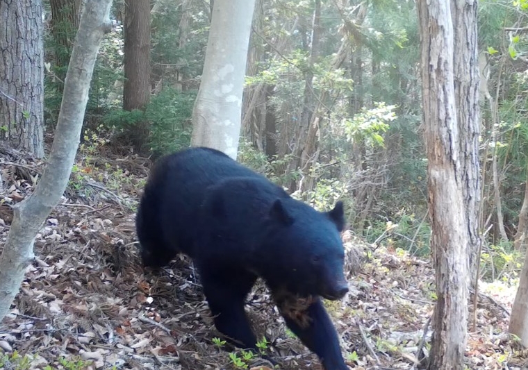 センサーカメラで撮影されたツキノワグマ(県自然博物館提供)