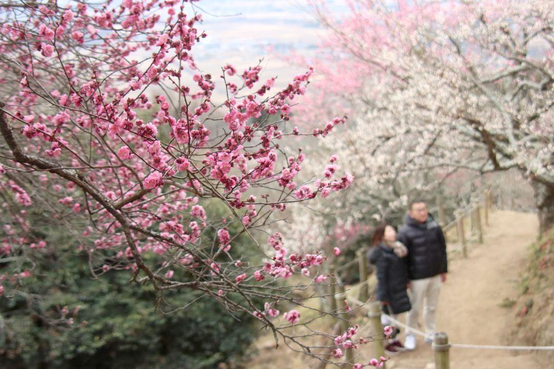 紅白の梅が咲く筑波山梅まつり=つくば市沼田
