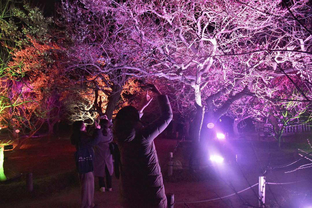 第130回水戸の梅まつりでは、偕楽園内のライトアップも行われる。今月5日に内覧会が開かれた=水戸市常磐町