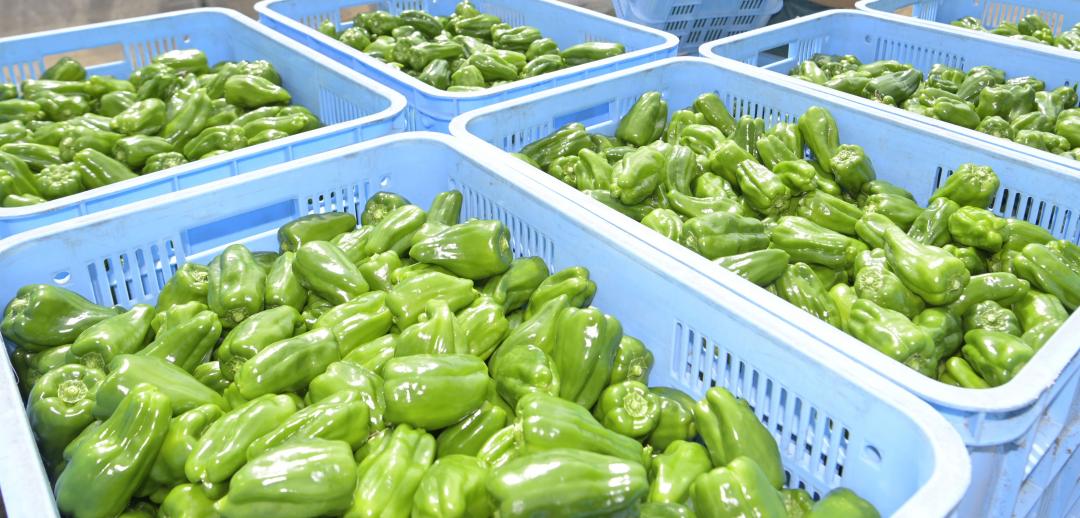 茨城県産ピーマン(資料写真)