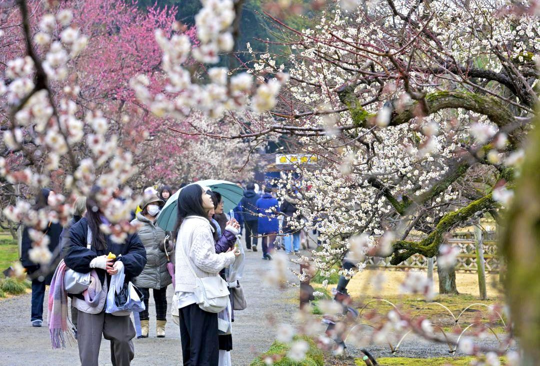 第130回水戸の梅まつりが開幕し、散策を楽しむ観梅客=11日、水戸市常磐町の偕楽園