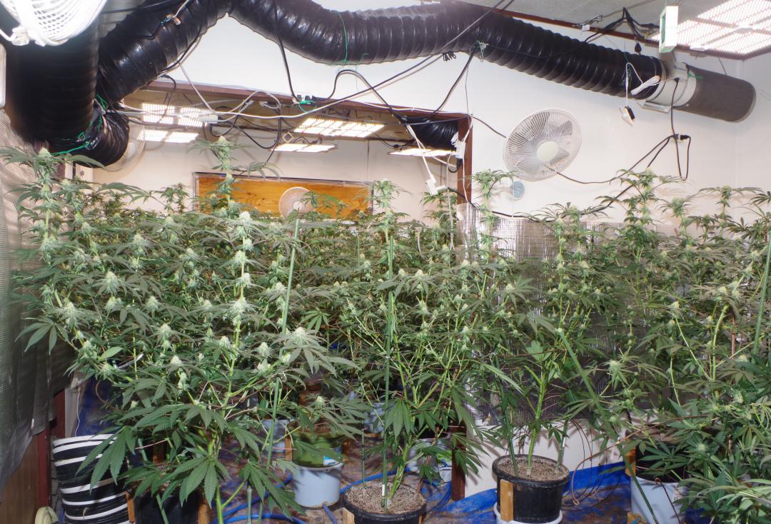 つくば市内の住宅で栽培されていた大麻草(県警提供)