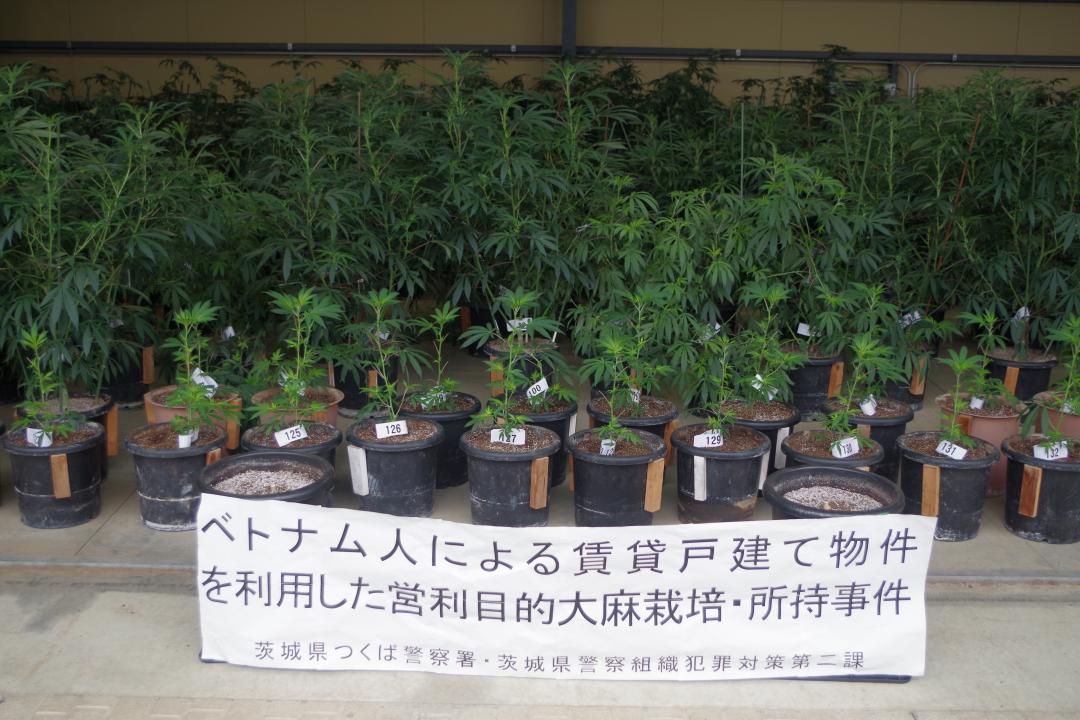 つくば市内の住宅から押収された大麻草(県警提供)