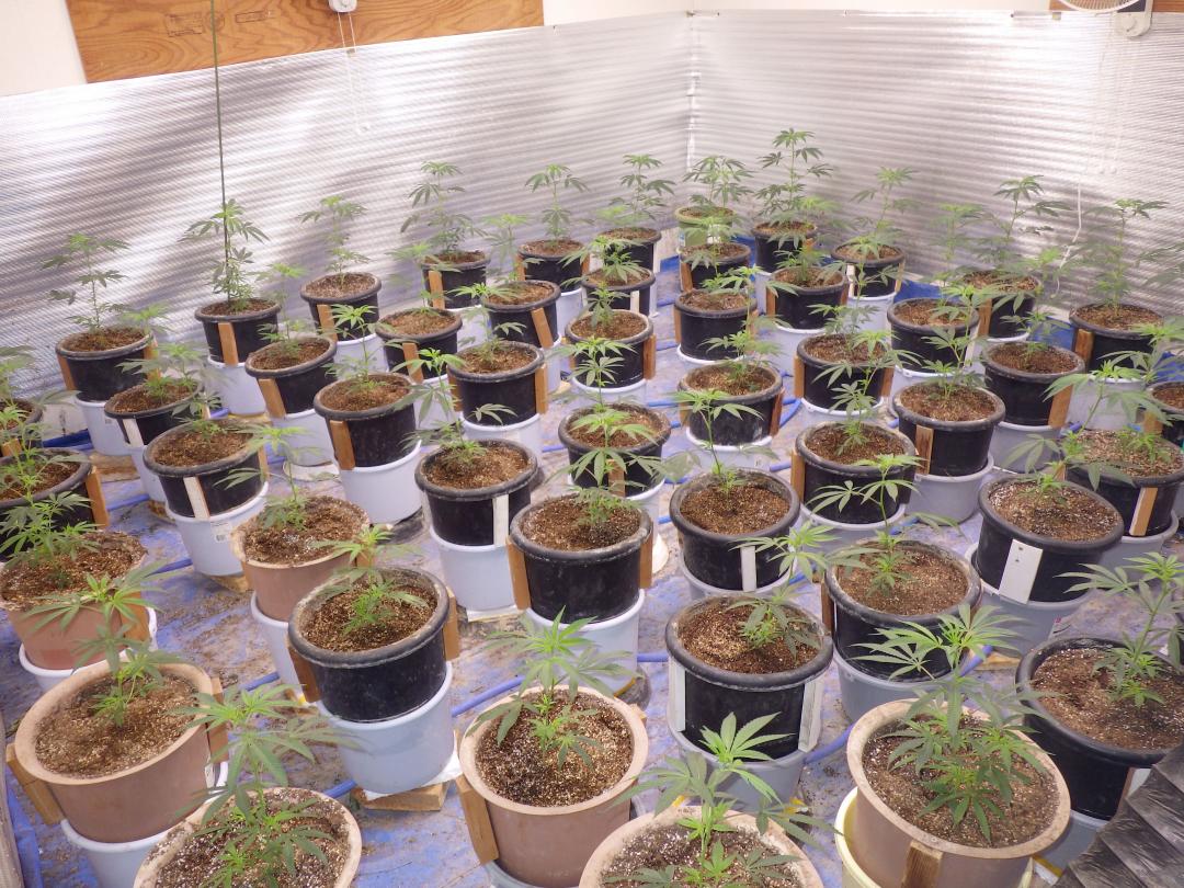 つくば市内の住宅で栽培されていた大麻草(県警提供)