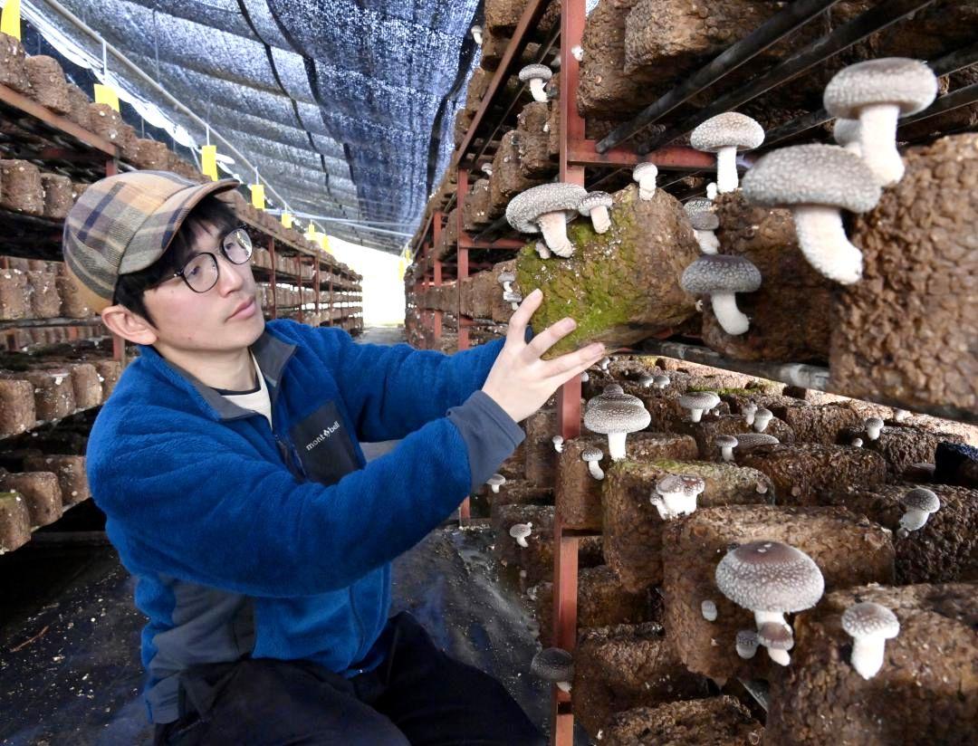 ほの暗いハウスでシイタケを菌床栽培する田村きのこ園代表の川島拓さん。状態を確認する=笠間市福原