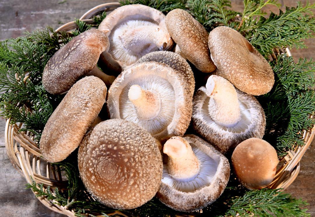 通常のシイタケ(右下)に比べて肉厚で大きい