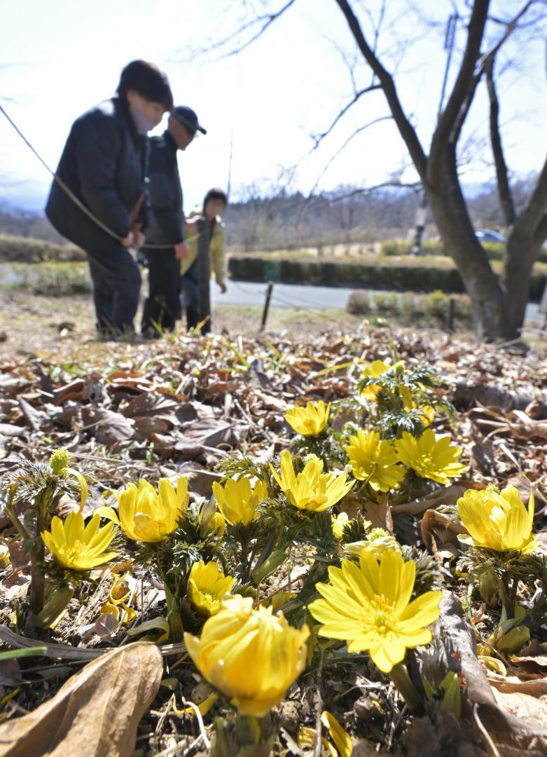 春の訪れを告げるフクジュソウ=北茨城市華川町小豆畑