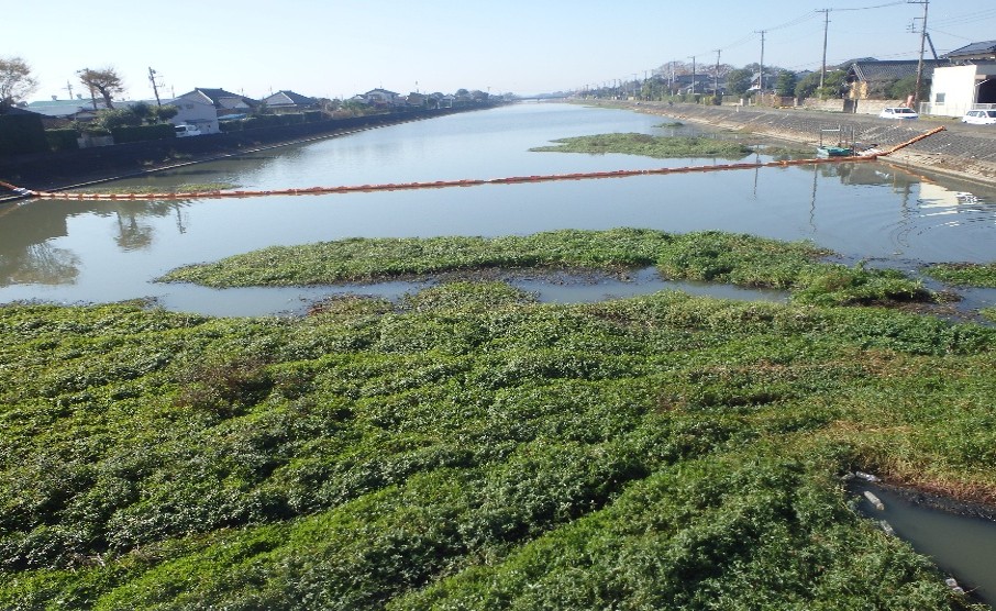 河内町のふれあい橋周辺に広がるナガエツルノゲイトウ=2025年夏ごろ(県提供)