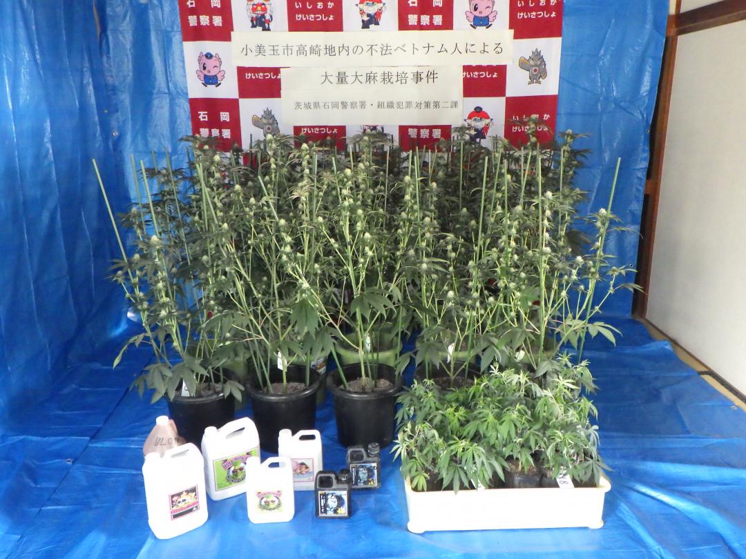 小美玉市内の住宅で栽培されていた大麻草(県警提供)