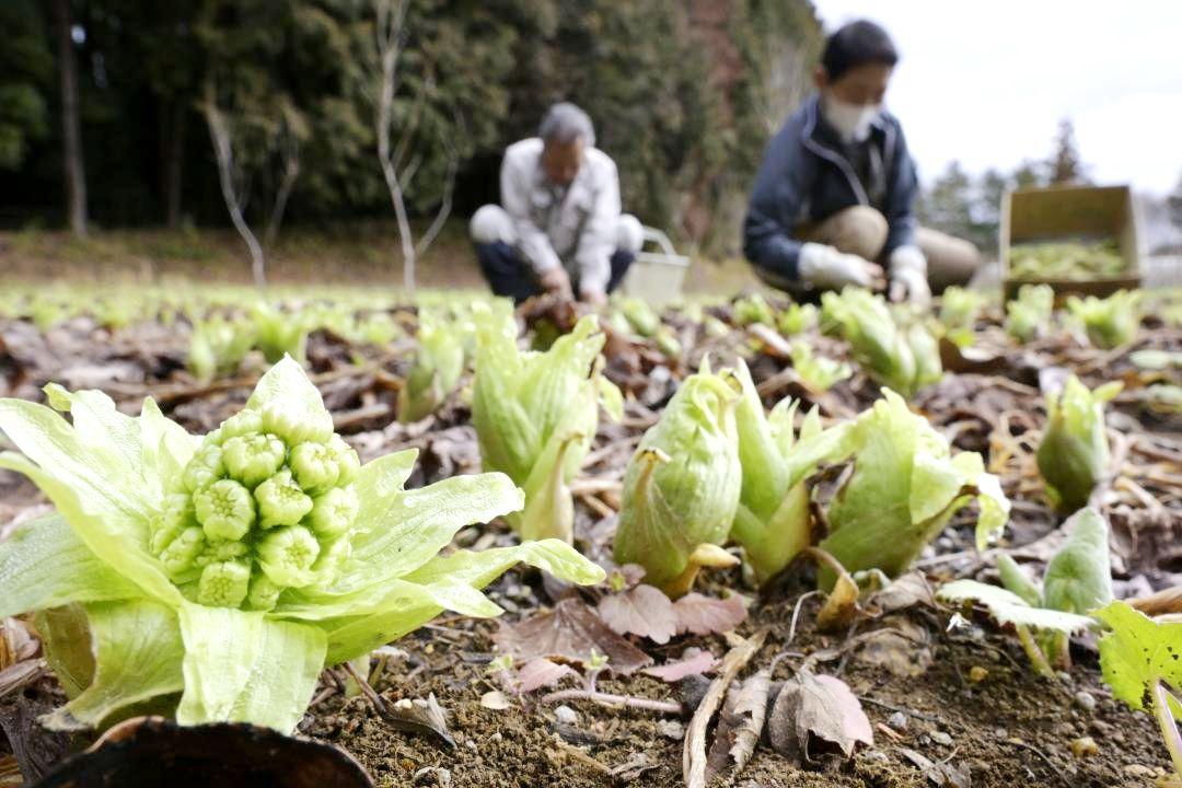 土から顔を出したフキノトウ=笠間市飯田
