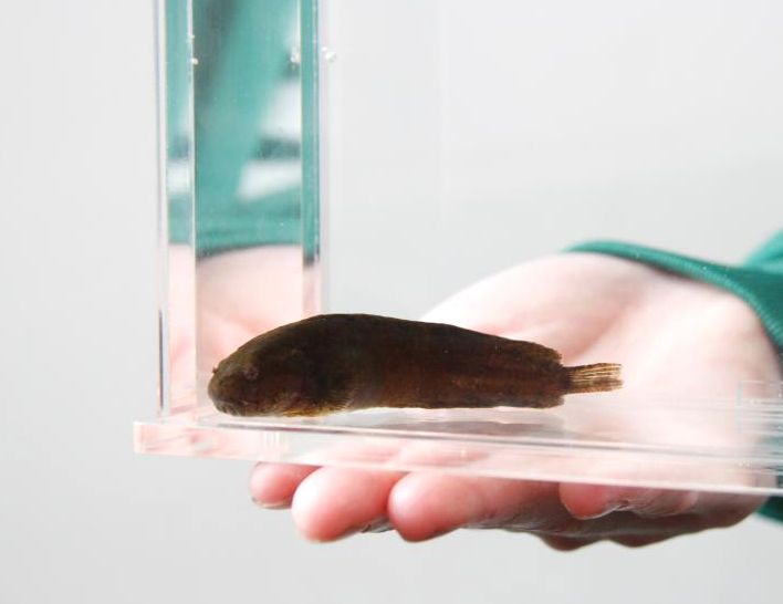 身近ながら謎が多い魚「スナビクニン」(アクアワールド県大洗水族館提供)