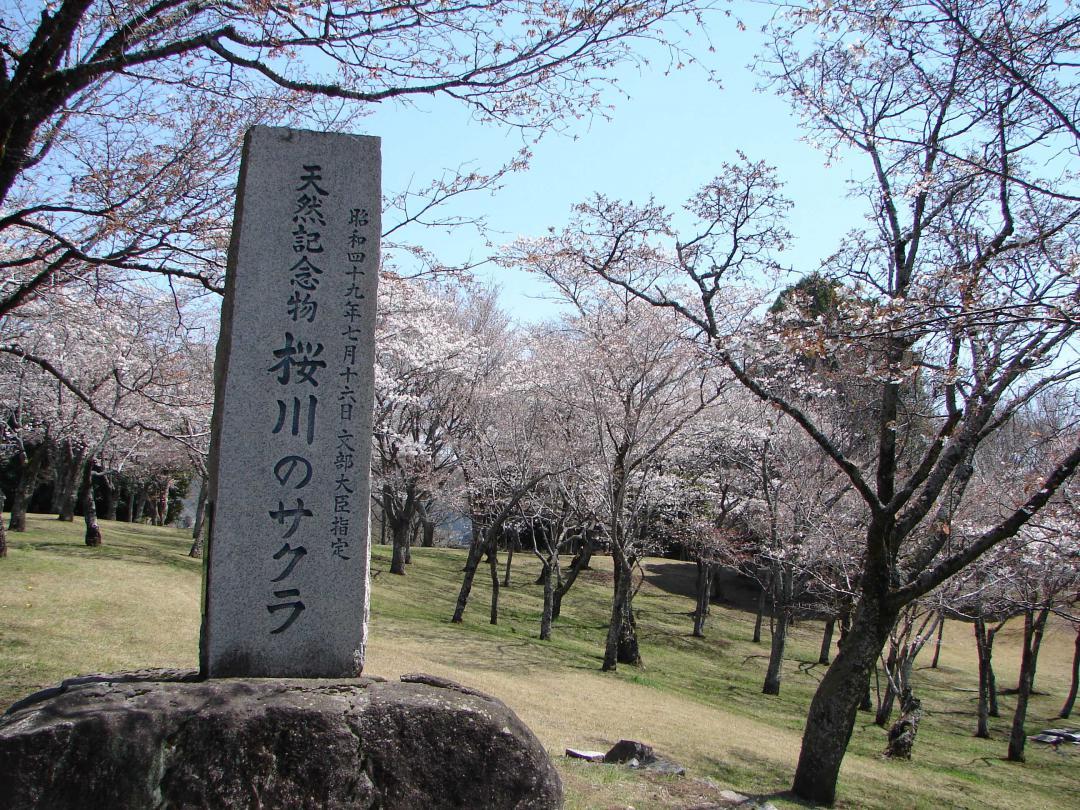 毎年ヤマザクラなどが咲き誇る磯部桜川公園=桜川市磯部