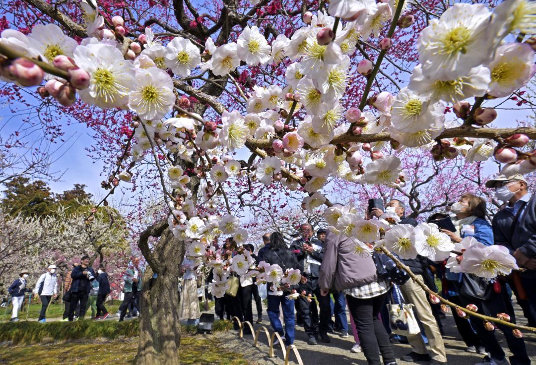 見頃を迎えた偕楽園の梅=1日、水戸市常磐町