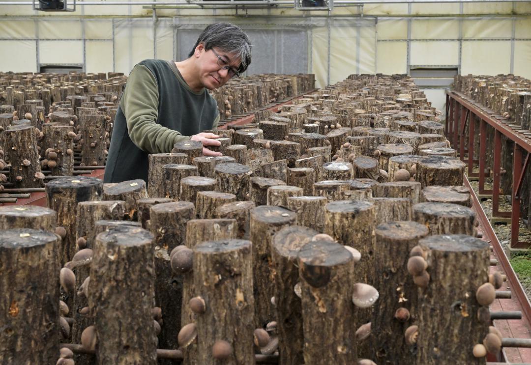 原木シイタケのほだ木の状態を確認する「なかのきのこ園」の飯泉厚彦さん=つくば市中野