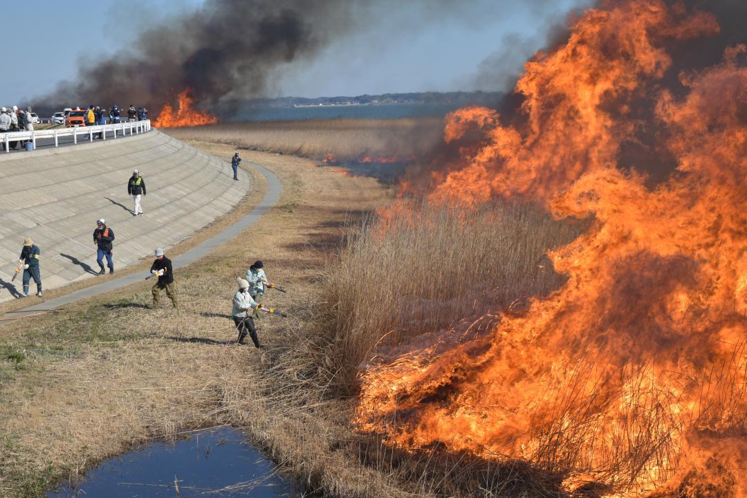 ボランティアが点火し、激しく燃え上がるヨシ原=稲敷市浮島