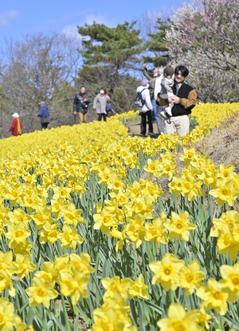 丘一面を黄色く染める早咲きのスイセン=ひたちなか市馬渡