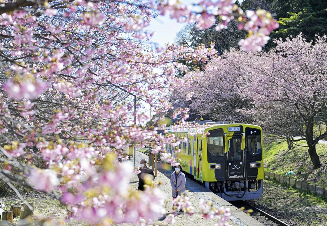 見頃を迎えた、ひたちなか海浜鉄道中根駅の大漁桜=12日午前、ひたちなか市三反田