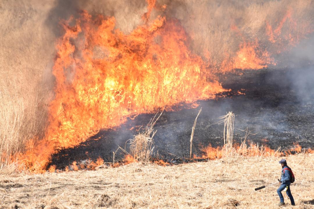 激しい炎と黒煙が上がった渡良瀬遊水地のヨシ焼き=栃木県小山市下生井