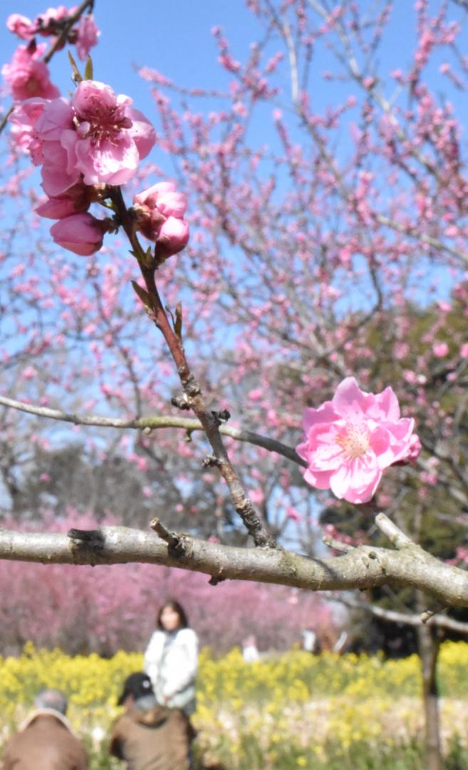 昨年よりも1週間以上早く開花したハナモモ=古河市鴻巣