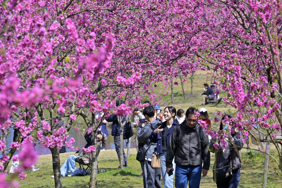 見頃を迎えた古河公方公園のハナモモ=21日、古河市鴻巣