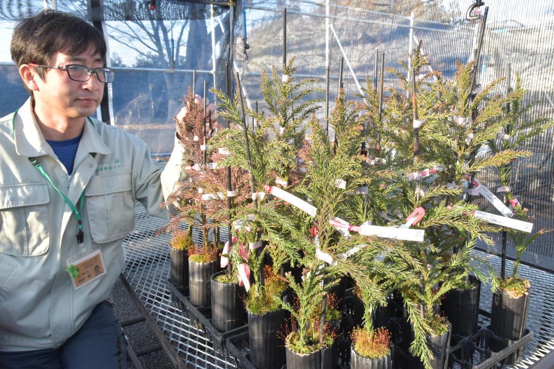 開発した少花粉スギ品種を確認する責任者の田村明課長=日立市十王町伊師