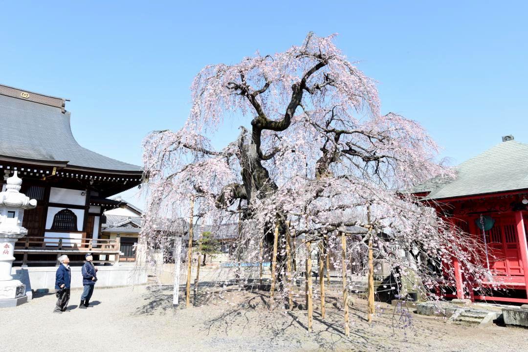 見頃を迎えた延命寺境内のシダレザクラ=筑西市伊佐山