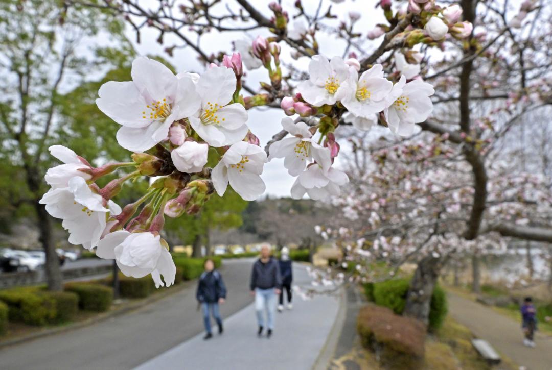 咲き始めた千波湖のサクラ=25日午後、水戸市千波町