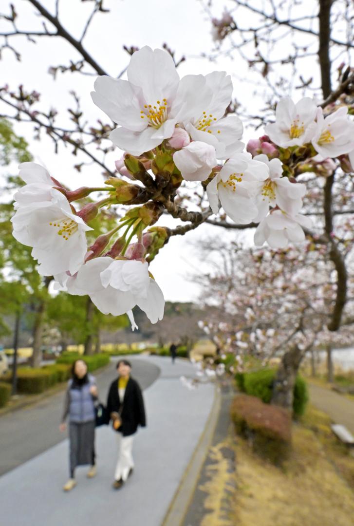 咲き始めた千波湖のサクラ=25日午後、水戸市千波町